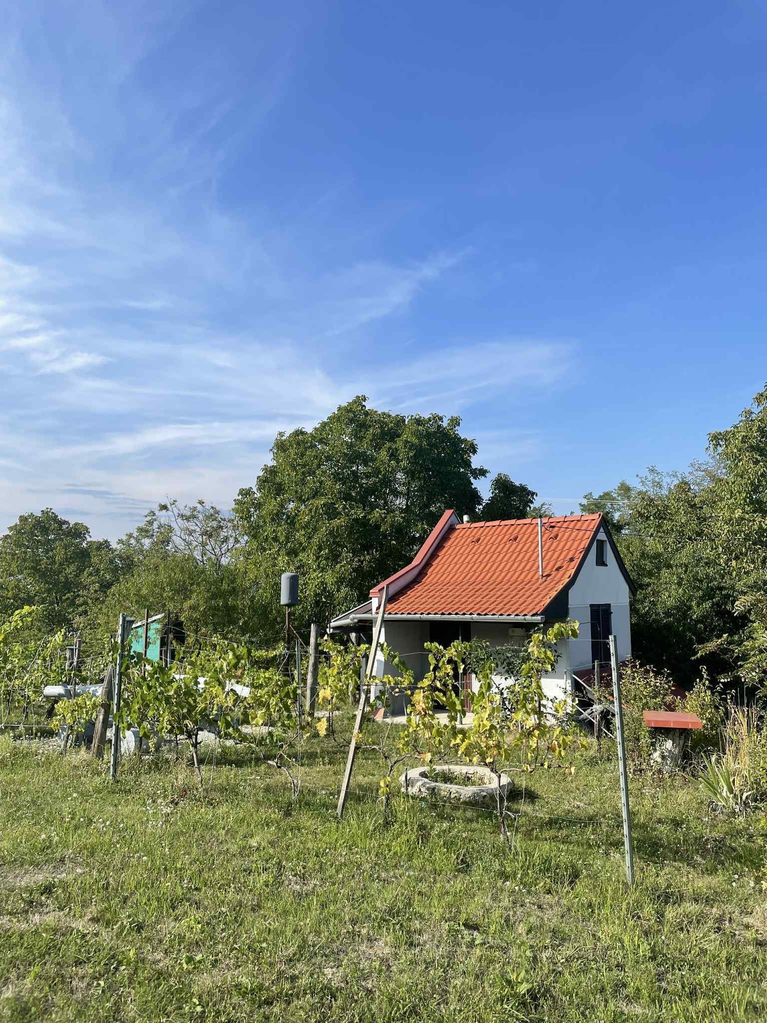 (ACA) Weinberg Pinze mit Panoramablick (ACA) Weinberg Pinze mit Panoramablick