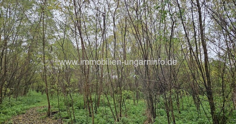 1,4 Hektar Land zu verkaufen 19 km vom Plattensee entfernt 1,4 Hektar Land zu verkaufen 19 km vom Plattensee entfernt