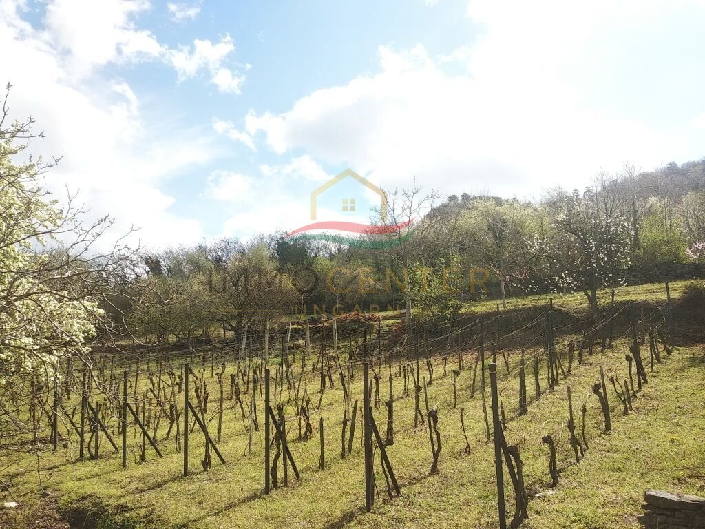 (ABA) Weinberg Pinze mit Panoramablick (ABA) Weinberg Pinze mit Panoramablick