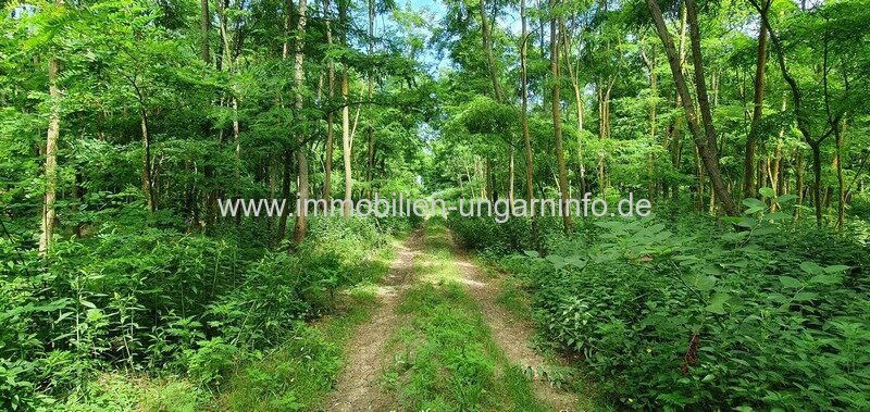 Akazienwald in der Umgebung des Plattensees Akazienwald in der Umgebung des Plattensees