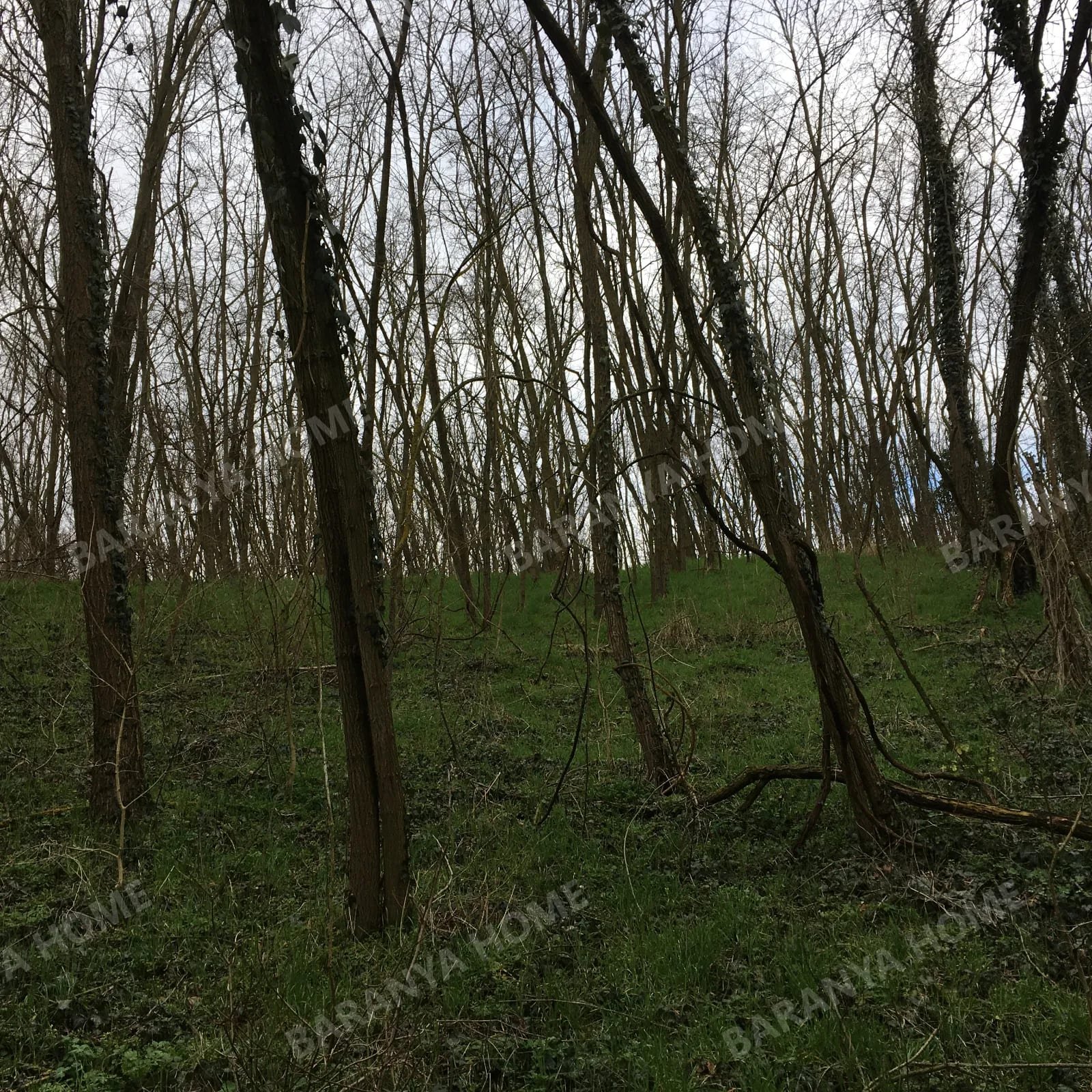 Waldgrundstück zum Verkauf am Stadtrand von Zók Waldgrundstück zum Verkauf am Stadtrand von Zók